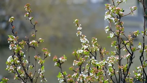 Spring blooming flowers Video stock 131386698