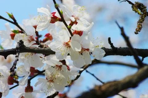 Spring blooming flowers Stock Photos