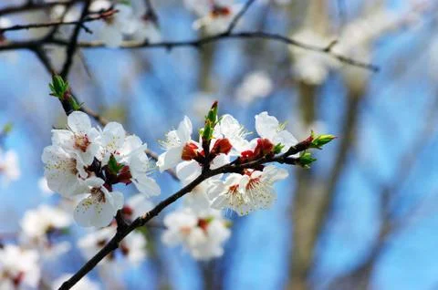 Spring blooming  flowers Foto stock