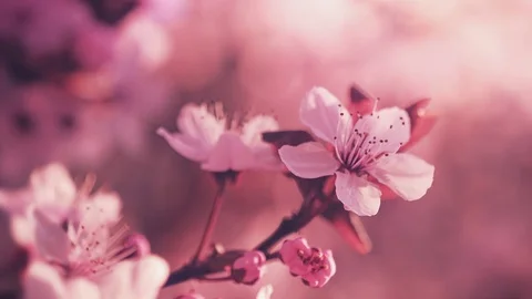 Spring blooming flowers. Springtime Stock Footage 107335755