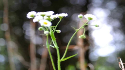 Spring blooming Stock Footage 128161727