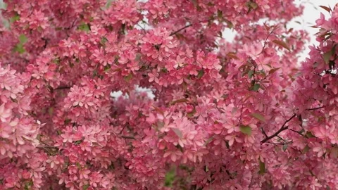 Spring blooming. Stock Footage 256254634