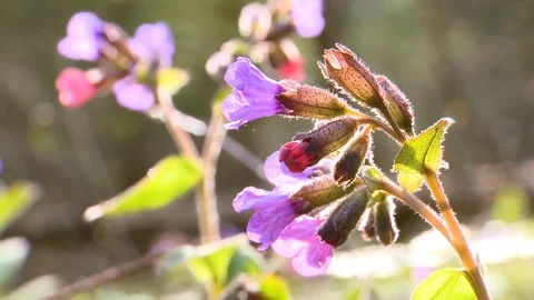 Spring. Blooming forest flowers Stockbeeldmateriaal 129759537