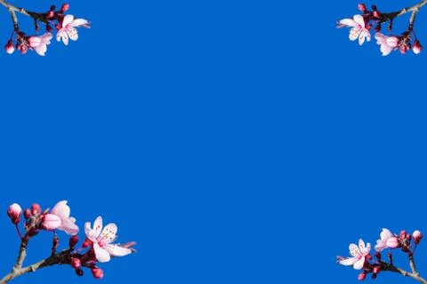 Spring blooming frame or postcard against blue sky Foto stock