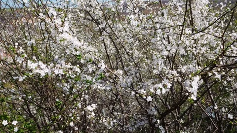 Spring blooming fruit tree branches with white flowers in early april.  Stock-Footage 332817551