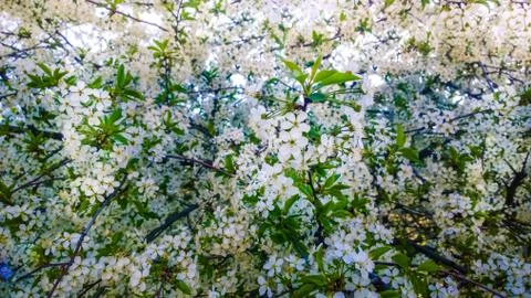 Spring blooming fruit tree branches flowers background Stock Photos