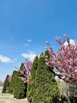 Spring blooming garden Stock Photos