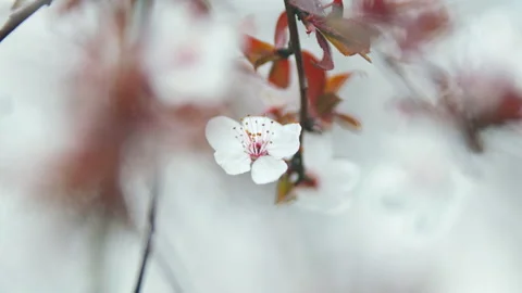 Spring Blooming Garden. Red Leaf Plum Blossoms. Beautiful Background Of Light Stock Footage 262653071
