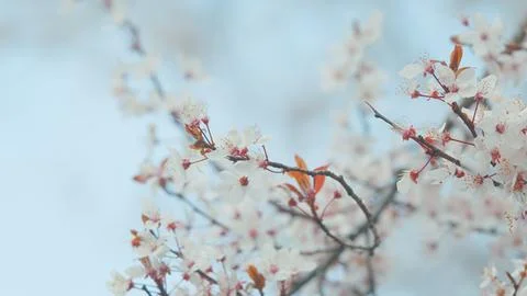 Spring Blooming Garden. Red Leaf Plum Blossoms. Beautiful Background Of Light Stock Photos