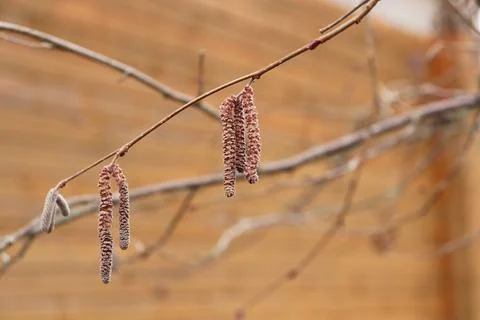 Spring blooming hazelnut branch Stock Photos
