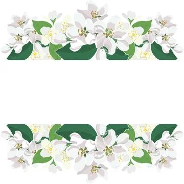 Spring Blooming Jasmine and Apple Flowers Frame 库存插图