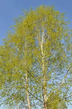 Spring blooming leaves on a birch Stock Photos