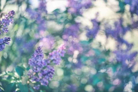 Spring blooming lilac blurred background. Foto stock