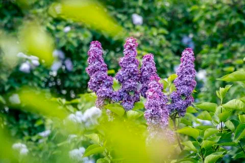 Spring Blooming Lilac Branches Stock Photos