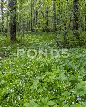 Spring, blooming lilies of the valley in the forest Stock Photos
