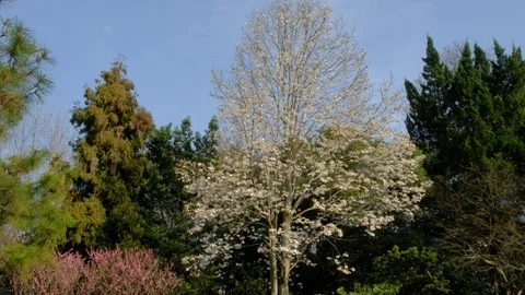 Spring blooming magnolia tree Stock Footage 95903662
