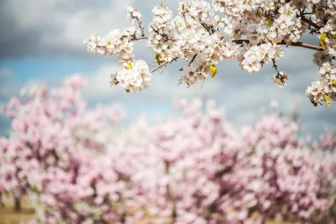 Spring blooming orchand with blurred background Stock Photos