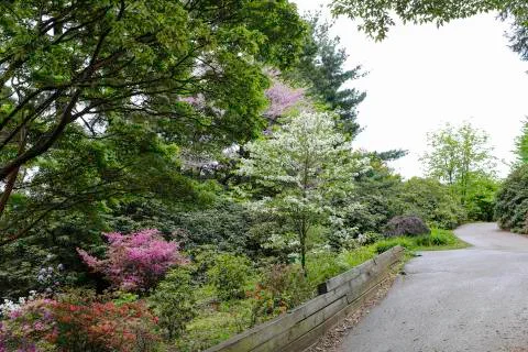 Spring blooming in the park Stock Photos