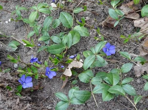 Spring blooming periwinkle in the forest, selective focus Stock Photos