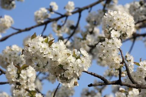 Spring blooming Stock Photos