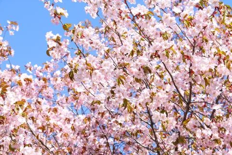 Spring blooming pink cherry Stock Photos