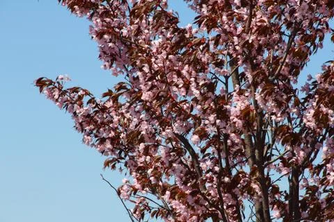 Spring blooming pink cherry 库存照片
