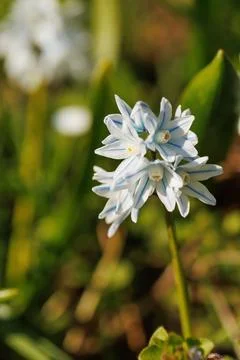 Spring Blooming Puschkinia in Focus Stock Photos
