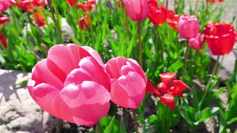 Spring blooming red and pink tulips in a flower bed with stones. 库存影片 236614495