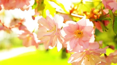 Spring blooming sakura tree flowers on sunny day Stock Footage 74543196