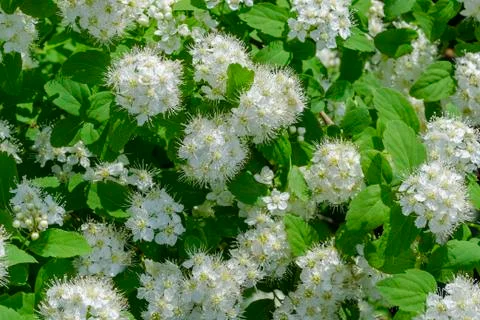 Spring blooming shrub with many white flowers - Spirea Spiraea cantoniensis . Stock Photos