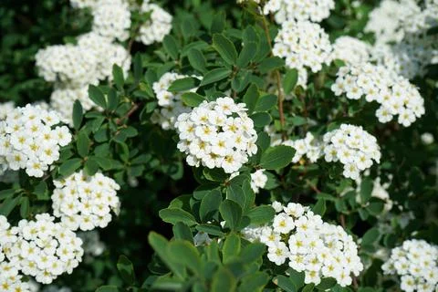 Spring blooming shrub with many white flowers - Spirea (Spiraea cantoniensis) Stock Photos