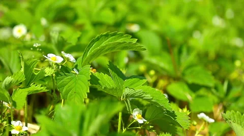 Spring, blooming strawberry Stock Footage 50422137