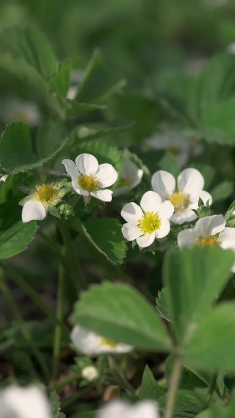 Spring blooming strawberry grows on the bed. Stock Footage 274551481