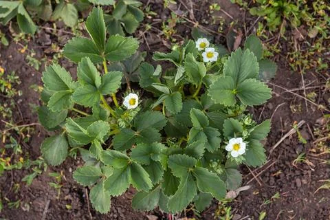 Spring blooming strawberry grows on the bed Stock Photos