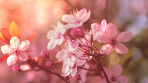 Spring blooming tree and sun flare. Springtime Stock Footage 107334766