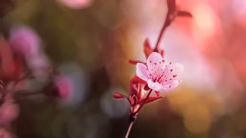 Spring blooming tree and sun flare. Stock Footage 107335034