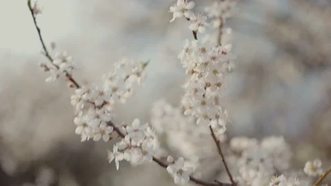 Spring blooming tree blown by the wind Stock Footage 195105901