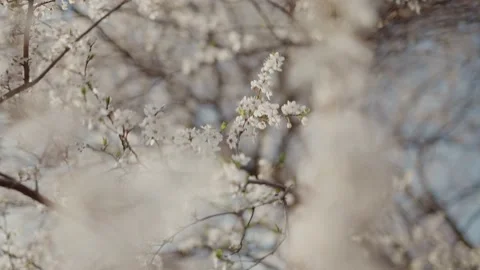 Spring blooming tree blown by the wind Stock Footage 195105903
