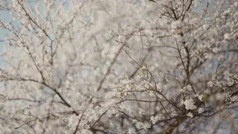 Spring blooming tree blown by the wind Stock Footage 195105939