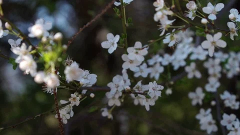 Spring. Blooming tree branch. Stock Footage 102395743