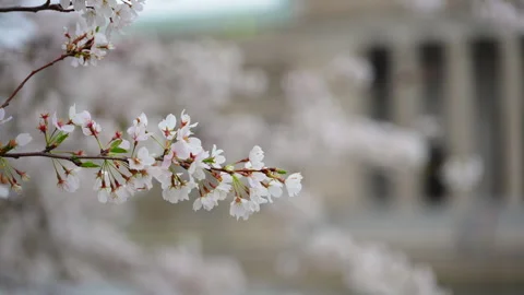 Spring blooming tree branches with delicate white flowers with old building on Stock Footage 334024853