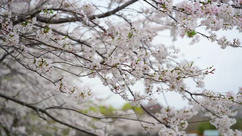 Spring blooming tree branches with delicate white flowers. Seasonal nature Stock Footage 334025948