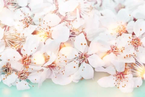 Spring blooming tree branches macro on baby blue Stock Photos