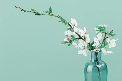 Spring blooming tree branches in a vase on tender green blue Stock Photos