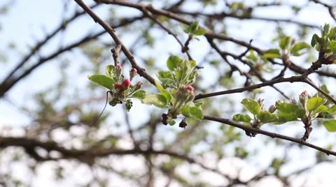 Spring, blooming  tree, close up Stock Footage 49734823