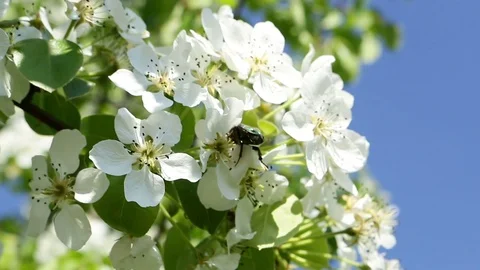 Spring blooming tree close-up Stock Footage 73141212