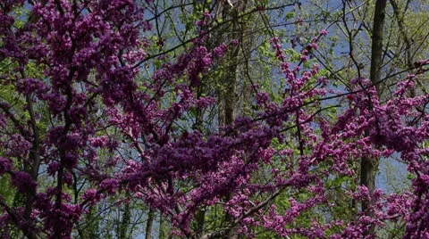 Spring blooming tree Stock Footage 22770354