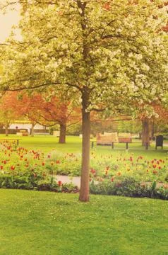 Spring blooming   tree in a garden Stock Photos