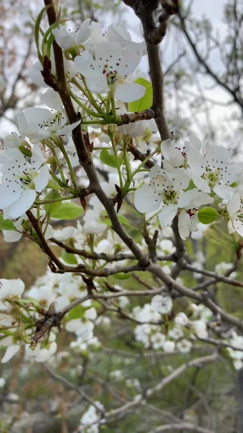 Spring blooming tree with green leaves Stock Footage 251915401