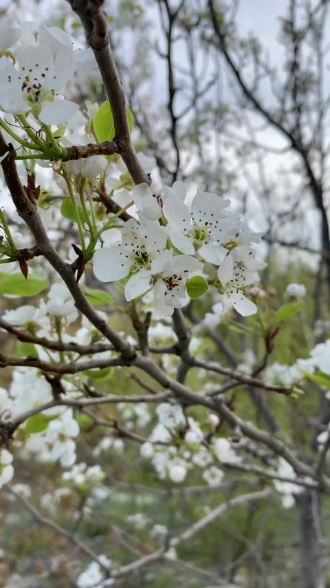 Spring blooming tree with green leaves Stock Footage 251915403